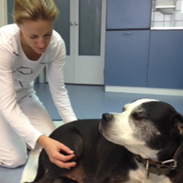 Hund entspannt bei Akupunkturbehandlung